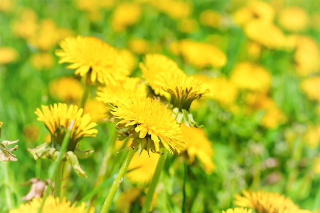 Pissenlits jaunes sur le champ vert libre en été