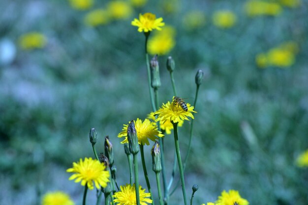 Des pissenlits jaunes sur le champ