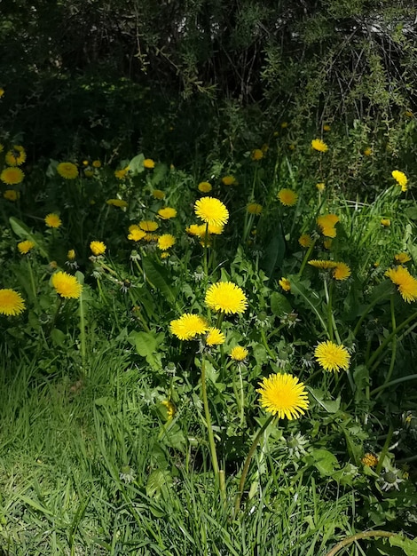 Photo des pissenlits jaunes dans l'herbe verte de lanshaft