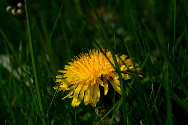 Les pissenlits jaunes fleurissent