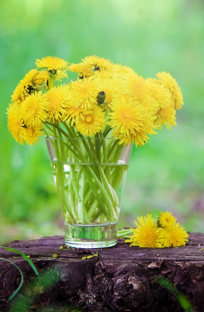 Pissenlits jaunes en fleurs dans le bouquet. mise au point sélective.