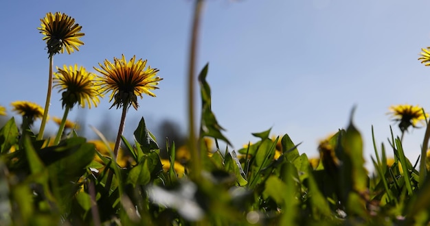 Des pissenlits jaunes en fleurs dans l'herbe verte