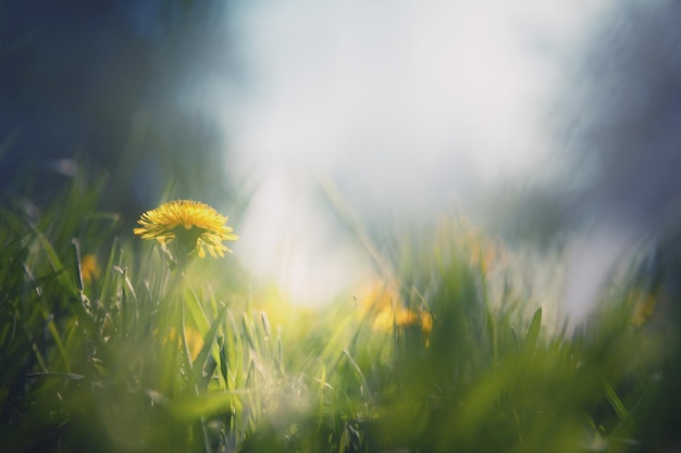Pissenlits jaunes en fleurs avec de l'herbe verte dans la forêt de printemps au coucher du soleil Macro image faible profondeur de champ Résumé été nature background