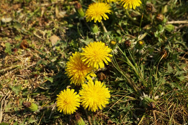 Pissenlits jaunes, fleurs de printemps en fleurs. Journée de printemps ensoleillée