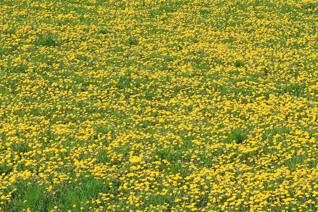 Pissenlits jaunes en grand nombre sur le terrain