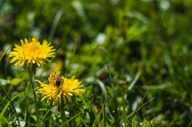 Pissenlits jaunes avec gros plan d'abeilles sur fond flou Fleurs avec des feuilles vertes avec bokeh Photo de la nouvelle vie Photo pour le Jour de la Terre le 22 avril