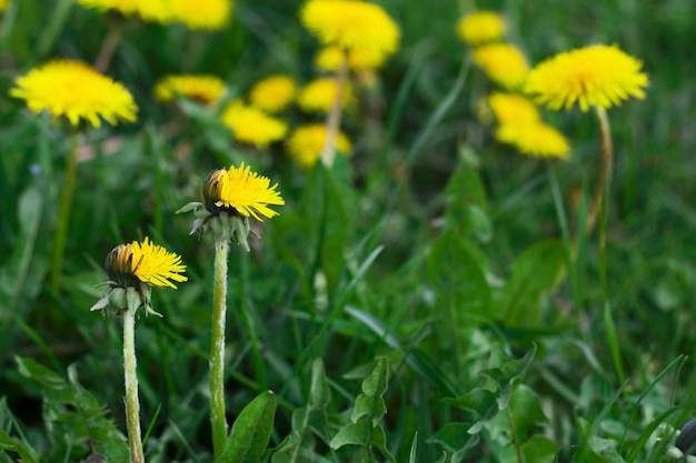 pissenlits jaunes sur l'herbe verte