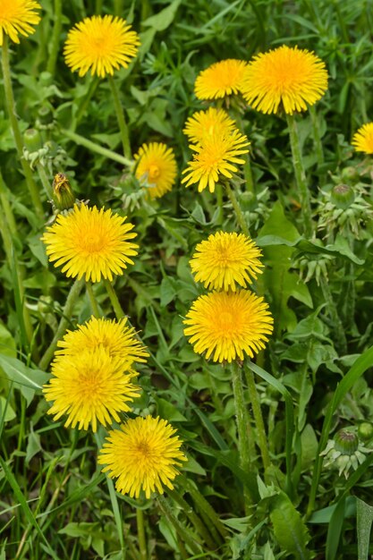 Pissenlits jaunes de printemps