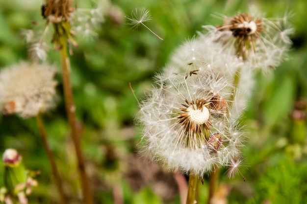 Pissenlits macro sur fond d'herbe verte