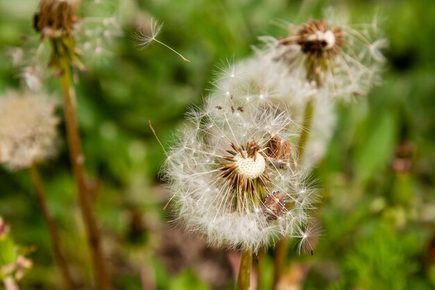 Pissenlits macro sur fond d'herbe verte