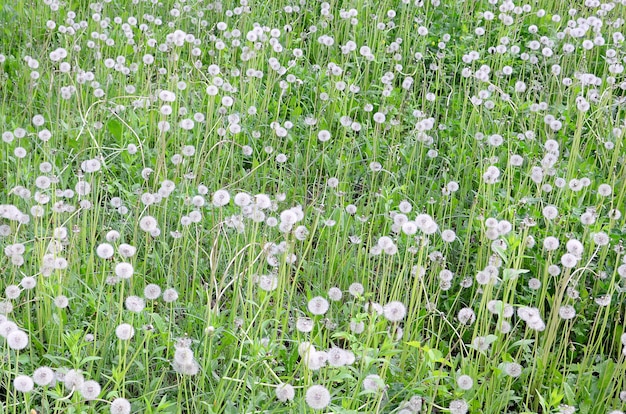 Pissenlits moelleux blancs fleurissent dans un champ vert