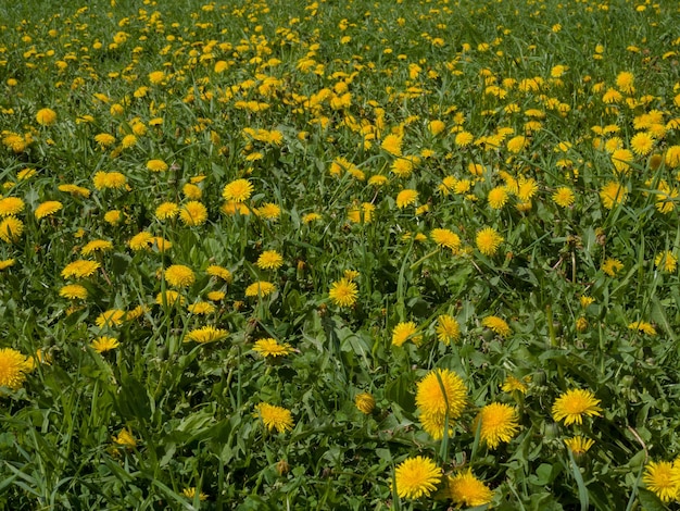 Pissenlits sur un pré vert au printemps