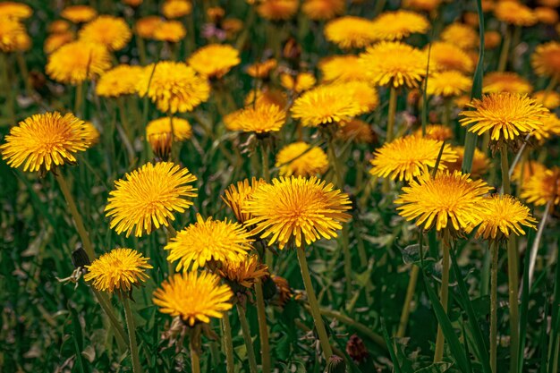 Pissenlits printaniers jaune vif éclairés par le gros plan du soleil