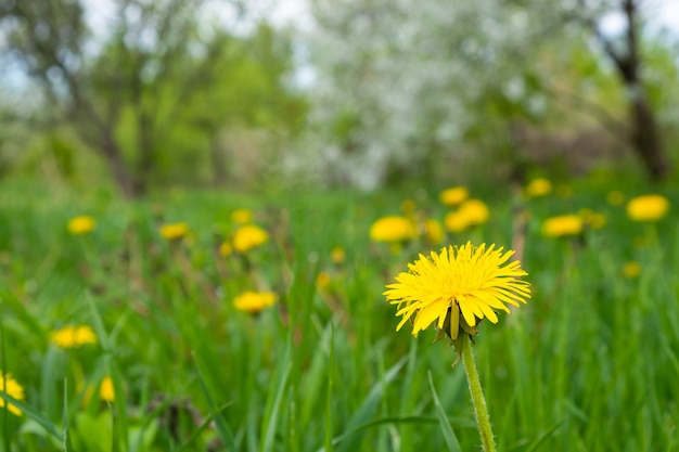 Les pissenlits de printemps fleurissent dans le pré