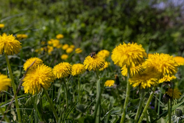 pissenlits de printemps jaunes en fleurs dans le champ pissenlets de printemps en fleurs en gros plan pendant la floraison