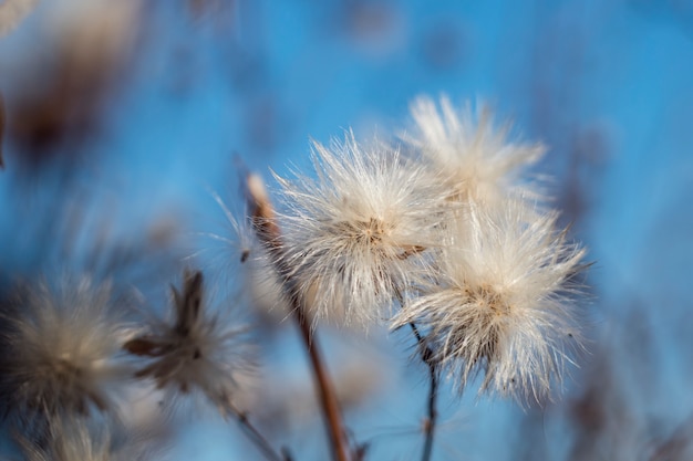 Photo pissenlits séchés contre le ciel