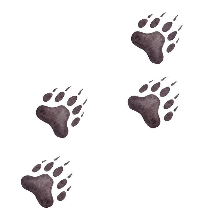 Photo piste colorée d'ours grizzli pandas patte brune empreinte d'animal sauvage illustration aquarelle dessinée à la main isolée sur fond blanc