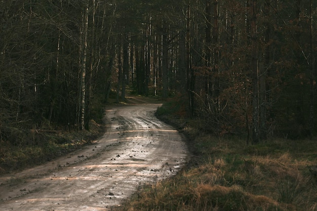 Piste de gravier forestière sinueuse dans un paysage boisé européen de mauvaise humeur