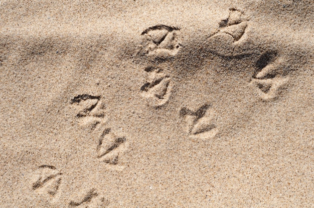 Piste de mouette sur le sable sur une plage. Empreintes de pas d'oiseaux sur le sable