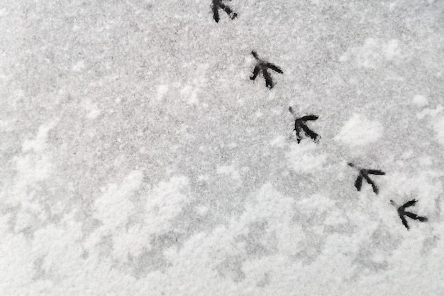 Piste à partir des traces d'un pigeon dans la neige. Abstrait de neige naturelle.