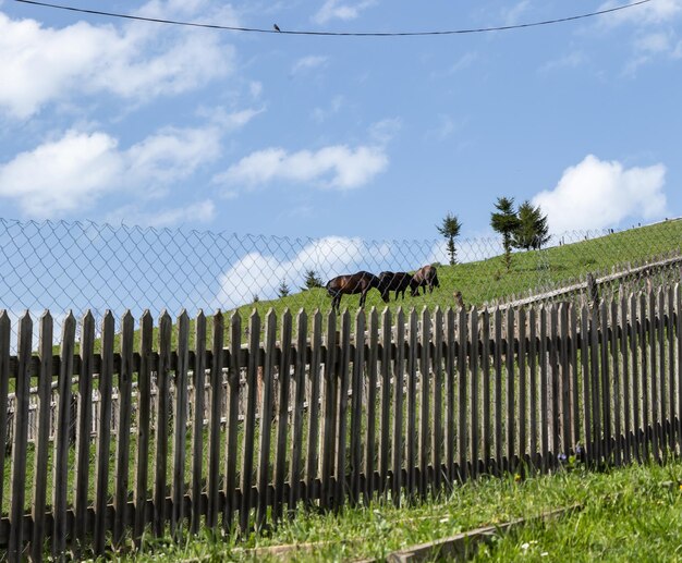 Piste pittoresque avec des chevaux sur la pelouse derrière la clôture