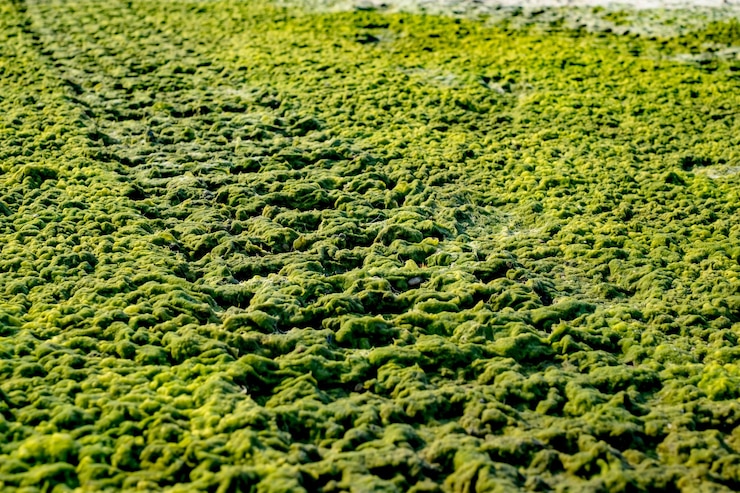 Photo piste de pneus de voiture hors route sur une plage de sable avec des algues