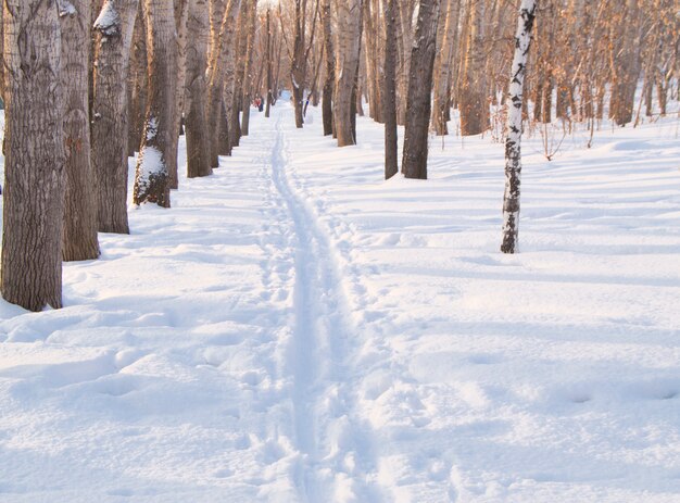 Piste de ski sur la neige en hiver Park pour le sport