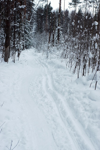 Photo piste de ski pavée dans la neige profonde dans une forêt d'hiver.