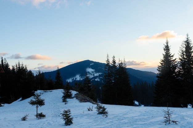 Piste de ski et télésiège avec arbres couverts de neige aux beaux jours. Domaine skiable de Combloux, alpes françaises