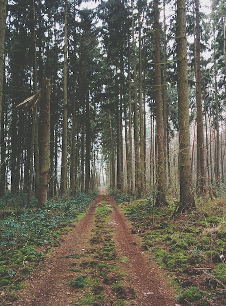Une piste de terre le long des arbres dans la forêt