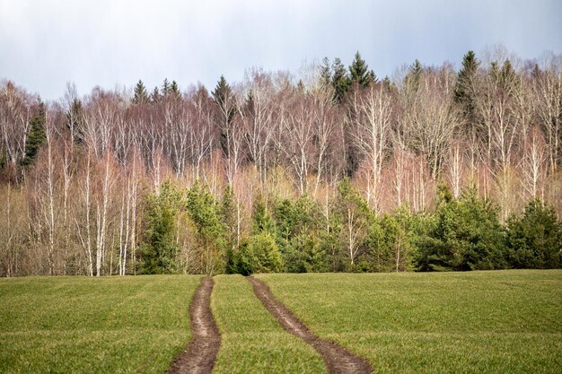 Pistes envahies dans un pré vert avec des arbres sur fond de ciel