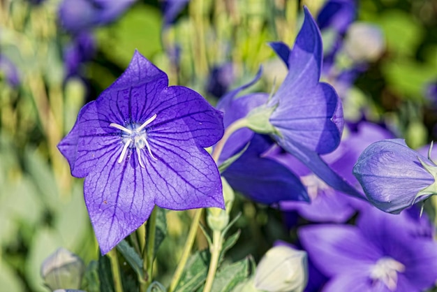 Pistil blanc fleur de violette