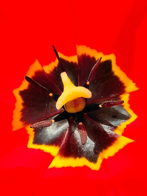 Le pistil et l'étamine d'une fleur de tulipe rouge photographiée de très près