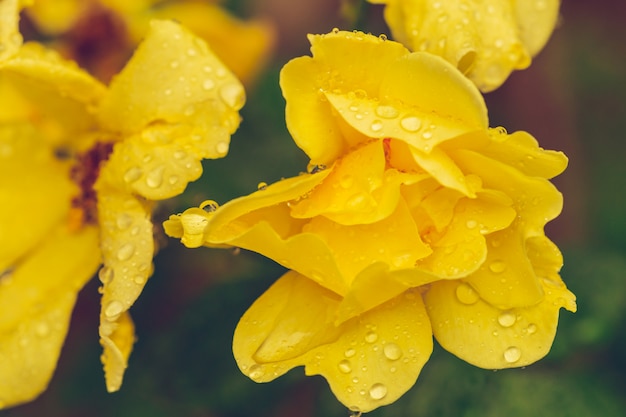 Pistils fleur fleur jaune avec des gouttes de pluie se bouchent