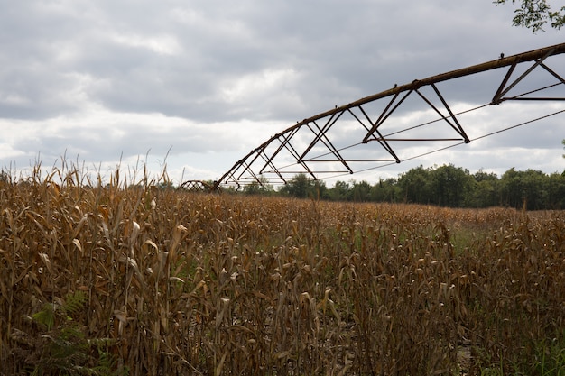 Pisture agricole d'irrigation du champ de maïs saison d'automne