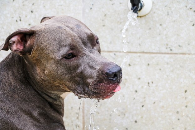 Pit-bull dog buvant de l'eau du robinet après avoir joué et s'être amusé dans le parc. Mise au point sélective.