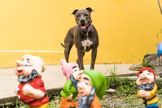 Pit-bull dog dans l'arrière-cour de la maison. Nez bleu pitbull avec des yeux couleur miel. Maison avec mur jaune et jardin.