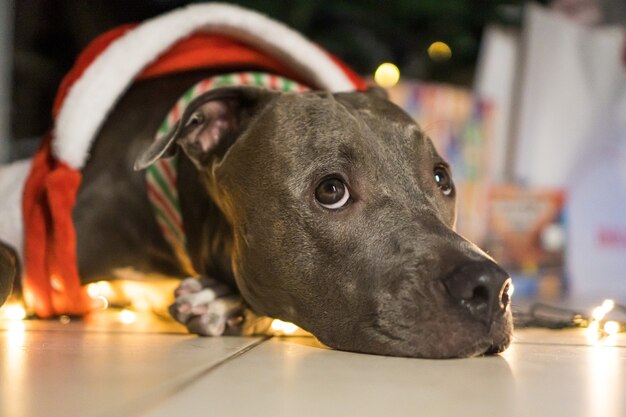 Pit-bull dog devant l'arbre de Noël, avec les boules et les lumières allumées et quelques cadeaux. En attendant l'arrivée du Père Noël.