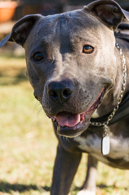 Pit-bull dog jouant dans un champ ouvert au coucher du soleil. Nez bleu Pitbull en journée ensoleillée avec herbe verte et belle vue en arrière-plan. Mise au point sélective.