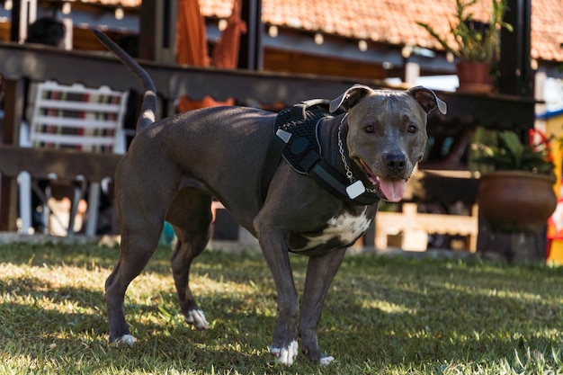 Pit-bull dog jouant dans un champ ouvert au coucher du soleil. Nez bleu Pitbull en journée ensoleillée avec herbe verte et belle vue en arrière-plan. Mise au point sélective.