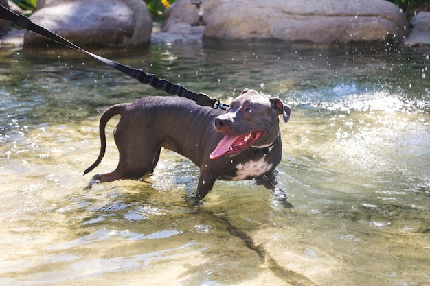 Pit-bull dog jouant dans l'eau du lac artificiel dans le parc.