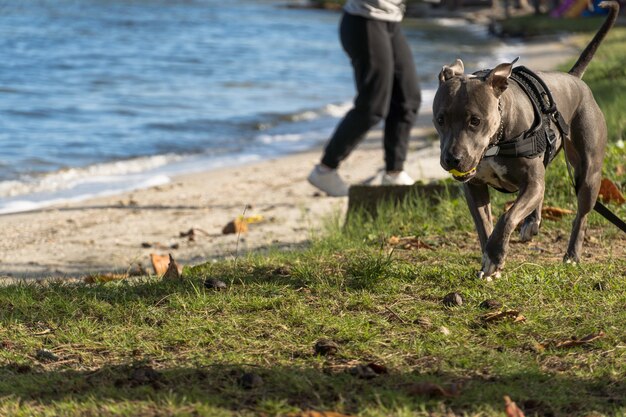 Pit-bull dog jouant dans la lagune d'Araruama, à Rio de Janeiro. Lumière du coucher du soleil en journée ensoleillée. Le Pitbull traverse l'eau, le sable et l'herbe au bord de l'étang.