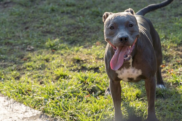 Pit-bull dog jouant dans le parc au coucher du soleil.