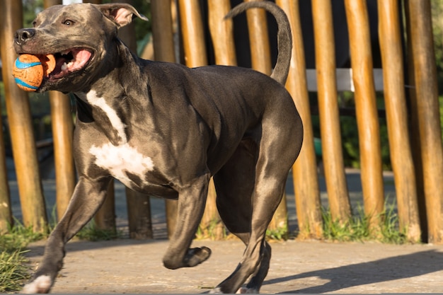 Pit-bull dog jouant dans le parc au coucher du soleil.