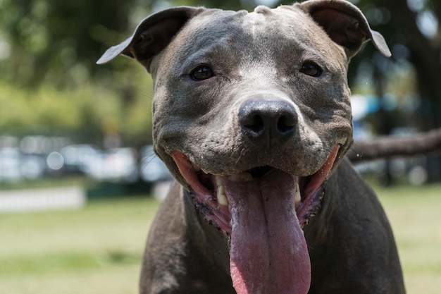 Pit-bull dog jouant dans le parc par une journée ensoleillée. Mise au point sélective.