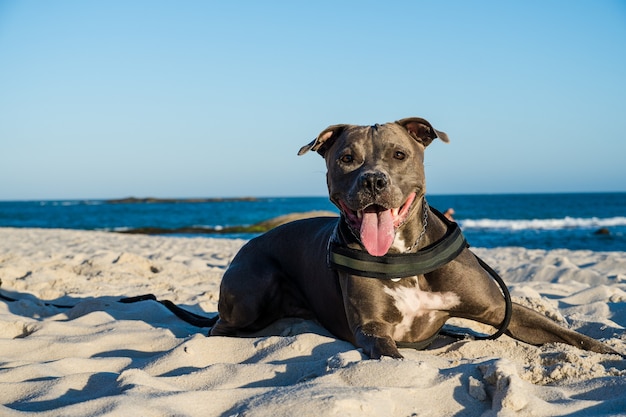 Pit-bull dog jouant sur la plage au coucher du soleil. Profiter du sable et de la mer par une journée ensoleillée.