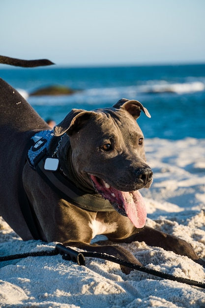 Pit-bull dog jouant sur la plage au coucher du soleil. Profiter du sable et de la mer par une journée ensoleillée.