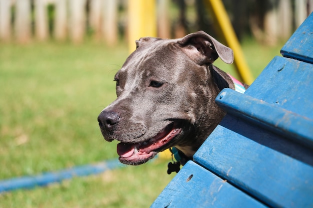 Pit-bull dog jouant et s'amusant dans le parc. Mise au point sélective.