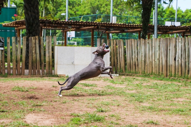 Pit-bull dog jouant et s'amusant dans le parc. Mise au point sélective.