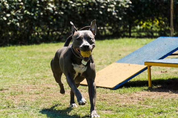 Pit-bull dog jouant et s'amusant dans le parc. Mise au point sélective.